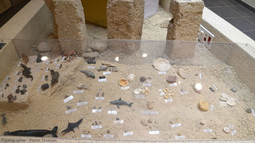 Vitrine exposant les différents fossiles trouvés dans les faluns
