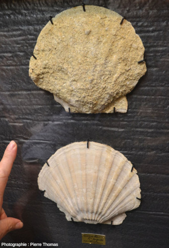 Deux fossiles de pecten (coquille Saint-Jacque) sortis des faluns, une coquille bien dégagée et une encore collée au sédiment