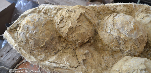 Vue latérale de la gauche du nid de dinosaure de la figure 1