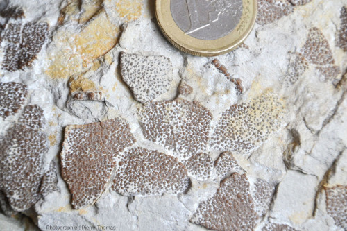 Détail de la surface externe “nettoyée” de fragments de coquille d'œuf de dinosaure