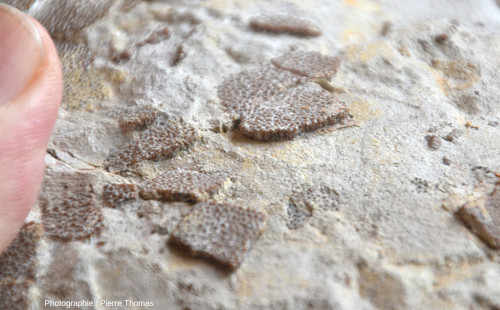 Vue oblique rapprochée de la surface et de la structure interne de fragments de coquille d'œuf de dinosaure