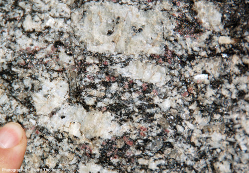 Petits grenats dispersés dans les passées à cristaux de taille usuelle (quartz, feldspaths, biotites) entre les grosses orthoses du faciès porphyroïde