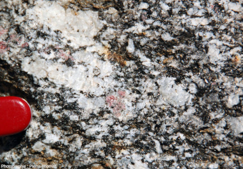 Groupe de petits grenats dans les passées à cristaux de taille usuelle (quartz, feldspaths, biotites) entre les grosses orthoses du faciès porphyroïde