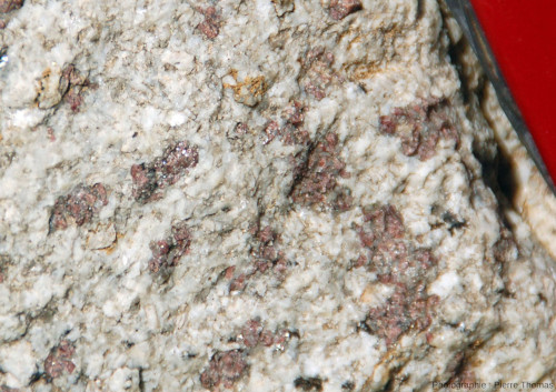 Zoom sur la zone de leucogranite riche en grenats de la figure 14, avec quartz, feldspaths, quelques muscovites et très pauvre en biotite