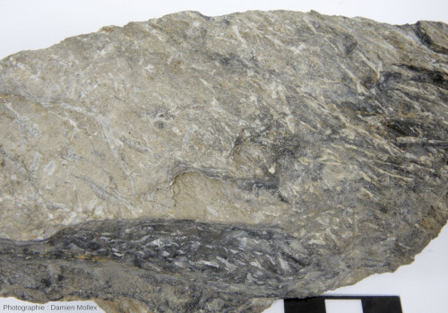 Détail de l'échantillon de marbre à scapolites altérées (blanches) provenant de La Bastide (Hautes-Pyrénées)