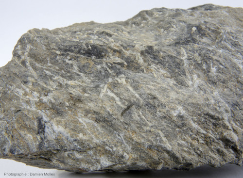 Autre détail de l'échantillon de marbre à scapolites altérées (blanches) provenant de La Bastide (Hautes-Pyrénées)