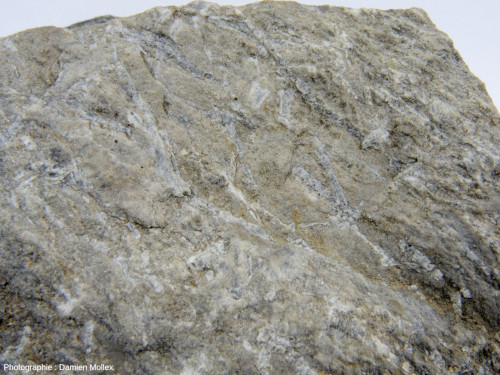 Zoom sur l'échantillon de marbre à scapolites altérées (blanches) provenant de La Bastide (Hautes-Pyrénées) montrant des baguettes à cœur sombre et à périphérie blanchâtre