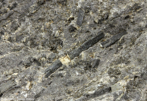 Zoom sur les baguettes de belles tailles et de couleur noire d’un échantillon de marbre à scapolites des Pyrénées de provenance précise inconnue