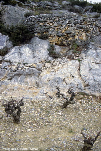 Affleurement de marbre (calcaire métamorphisé) à la limite entre une vigne (sol horizontal) et le muret (vertical) d'une vieille terrasse agricole, Trévillach (Pyrénées-Orientales)