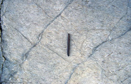 Vue rapprochée sur un autre plan de schistosité à linéation d'allongement minéral, situé à quelques mètres des figures précédentes