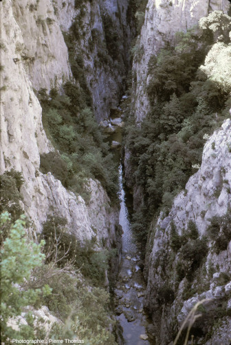 Parois verticales au centre des gorges de Galamus (Pyrénées-Orientales) avec l'Agly au fond