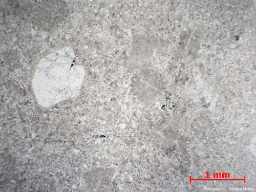 Lame mince en LPNA (lumière polarisée non analysée) taillée dans un échantillon de la rhyolite blanche du Mouthoumet