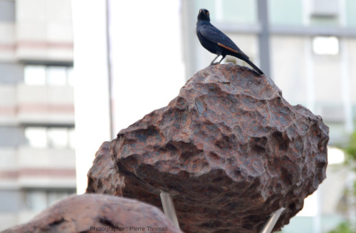 Un fragment de la météorite de Gibeon servant de perchoir temporaire sur le Post Street Mall, place au centre de Windhoek (Namibie)