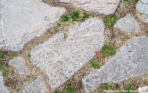 Vue d'ensemble sur une dalle de granite recoupée par une dizaine de filons aplo-pegmatitiques, voie romaine de Fourvière (Lyon, Rhône)