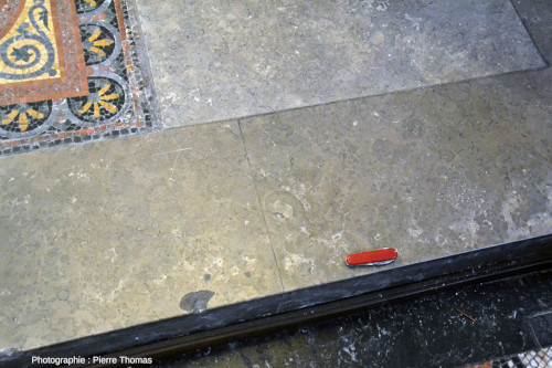 Une autre dalle de l'estrade autour du maitre-autel de la basilique d'Ainay montrant deux ammonites
