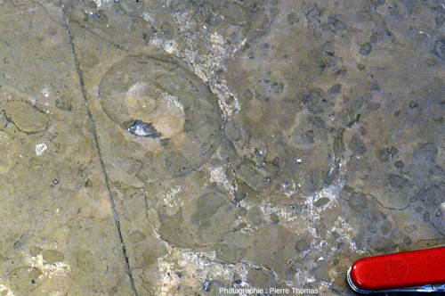 Zoom sur une ammonite de la dalle de la figure précédente