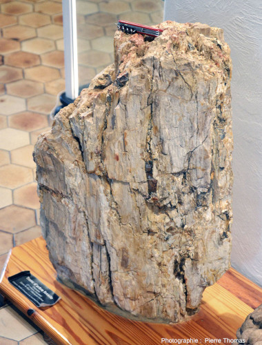 Vue d'ensemble d'un tronc silicifié “brut” provenant de niveaux sédimentaires intercalés dans les dépôts pyroclastiques andésitiques de l'Oligocène supérieur (≈ 30 Ma) de Biot – Villeneuve-Loubet (Alpes Maritimes)