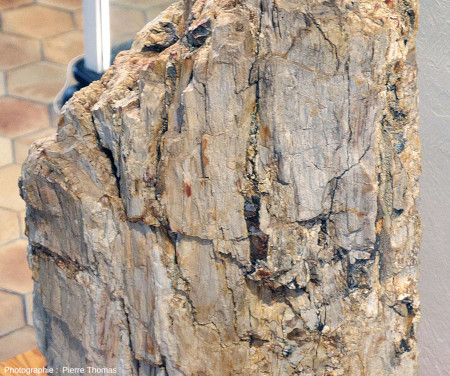Détail d'un tronc silicifié “brut” provenant de niveaux sédimentaires intercalés dans les dépôts pyroclastiques andésitiques de l'Oligocène supérieur (≈ 30 Ma) de Biot – Villeneuve-Loubet (Alpes Maritimes)