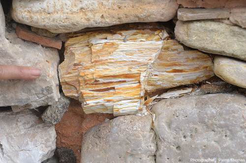 Autre morceau de bois silicifié dans un vieux mur des environs de Biot (Alpes Maritimes)