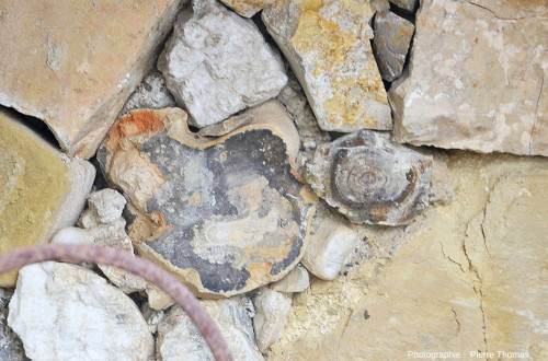 Morceau d'opale noire et section de tronc silicifié dans une vieille construction des environs de Biot (Alpes Maritimes)