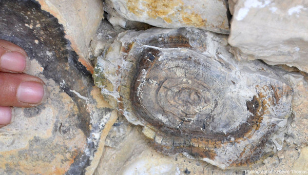 Section de tronc silicifié et morceau d'opale noire dans une vieille construction des environs de Biot (Alpes Maritimes)