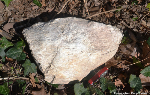 L'une des faces d'un morceau de bois silicifié trouvé en 2003 dans le synclinal de Saint-Antonin (Alpes Maritimes)