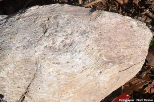 Détail de l'une des faces d'un morceau de bois silicifié trouvé en 2003 dans le synclinal de Saint-Antonin (Alpes Maritimes)