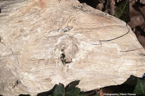 L’autre face d'un morceau de bois silicifié trouvé en 2003 dans le synclinal de Saint-Antonin (Alpes Maritimes)
