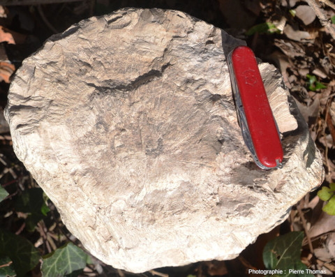 Vue “sur la tranche” d'un morceau de bois silicifié trouvé en 2003 dans le synclinal de Saint-Antonin (Alpes Maritimes)