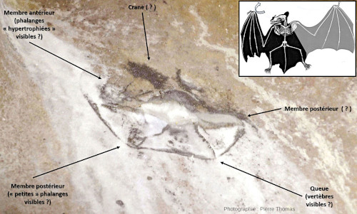 Proposition d'interprétation du quasi-fossile de chauve-souris, grottes de Thouzon (Le Thor, Vaucluse)