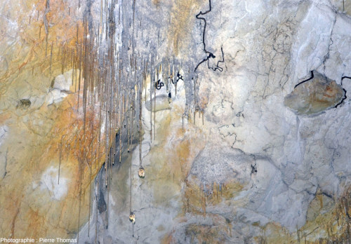 Racines noires, au tracé flexueux et ayant percé le plafond de la grotte de Thouzon (Le Thor, Vaucluse)