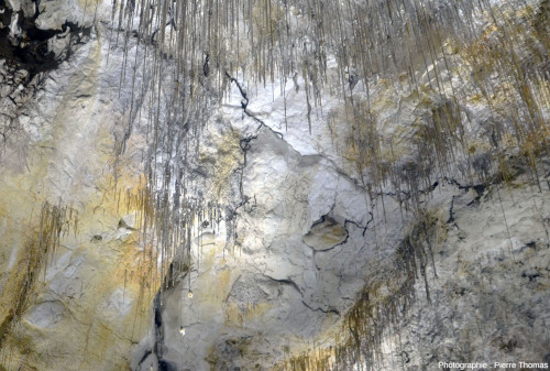 Vue large montrant des racines noires, au tracé flexueux et ayant percé le plafond de la grotte de Thouzon (Le Thor, Vaucluse)