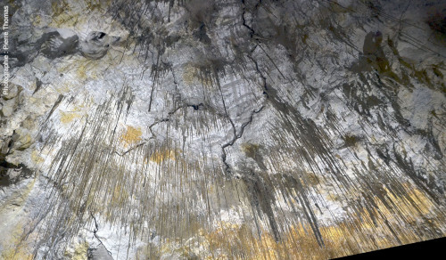 Autres racines ayant percé le plafond de la grotte de Thouzon et se développant au milieu des stalactites et autres fistuleuses