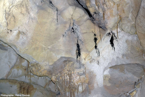 Racines débouchant dans la grotte de Thouzon (Vaucluse) et se terminant par un “chevelu”