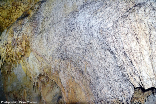 Vue large sur un autre aspect des racines venant de la surface et tapissant une paroi de la grotte de Thouzon (Le Thor, Vaucluse)