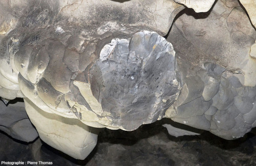 Rognons de silex, entiers ou fragmentés, silex partiellement dégagés de leu “gangue” calcaire, grottes de Thouzon (Vaucluse)