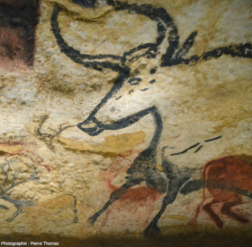 L'autre des deux taureaux majeurs de la salle des taureaux, associé à d'autres animaux plus petits (atelier de la grotte de Lascaux 4, Dordogne)