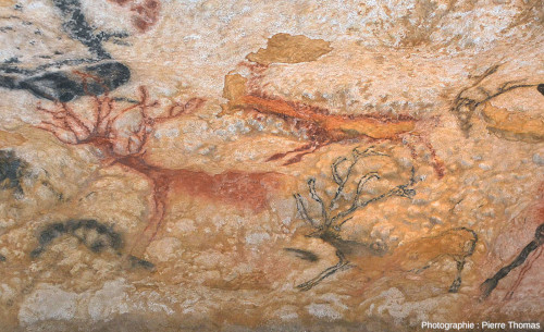 Deux cerfs de la salle des taureaux, atelier de la grotte de Lascaux 4 (Dordogne)