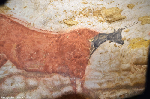 Peinture connue sous le nom de « vache rouge à tête noire » (diverticule axial), atelier de la grotte de Lascaux 4 (Dordogne)