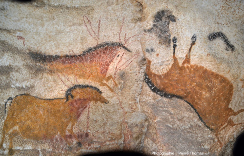 Ensemble de trois chevaux du diverticule axial, dont un est connu sous le nom de « cheval renversé », atelier de la grotte de Lascaux 4 (Dordogne)