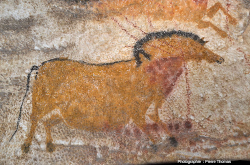 Détail d'un des chevaux de la figure précédente, atelier de la grotte de Lascaux 4 (Dordogne)