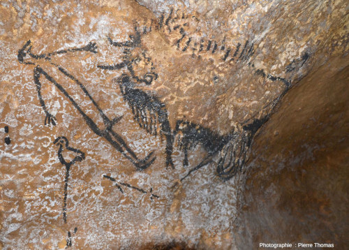 Vue centrée sur l'homme, l'oiseau et l'avant du bison, atelier de la grotte de Lascaux 4 (Dordogne)