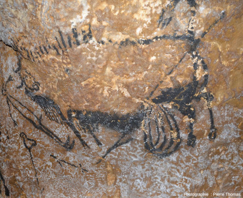 Vue “de derrière” sur l'arrière-train et les entrailles pendantes du bison, atelier de la grotte de Lascaux 4 (Dordogne)