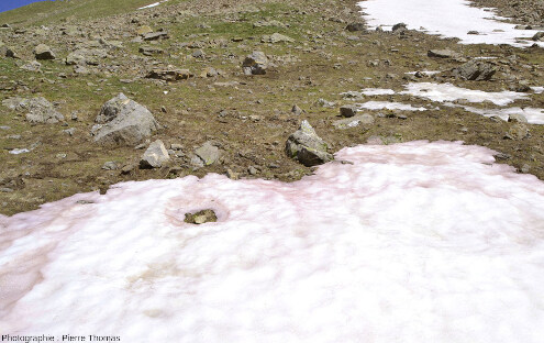 Vue rapprochée sur une plaque de neige contenant des Clamydomonas nivalis donnant à certains secteurs cette teinte rose caractéristique, bien différente de la teinte orangée des poussières sahariennes