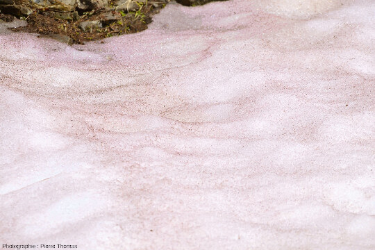 Vue de détail de la surface d'un plaque de neige résiduelle contenant des Clamydomonas nivalis donnant cette teinte rose caractéristique, bien différente de la teinte orangée des poussières sahariennes