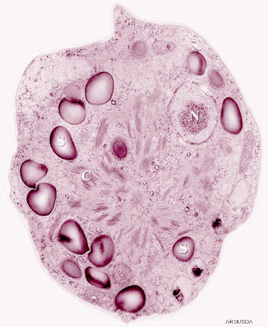 Microphotographie optique d'une algue unicellulaire Clamydomonas nivalis