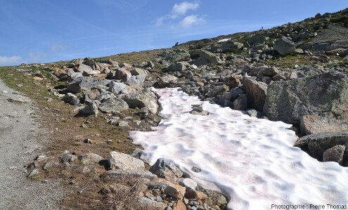 Vue d'ensemble d'une plaque de neige photographiée le 28 juin à 13 km du sommet de la Diavolezza, à 2500 m d'altitude