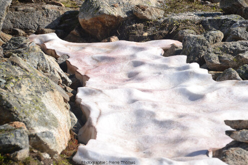 Vue de détail d'une plaque de neige photographiée le 28 juin à 13 km du sommet de la Diavolezza, à 2500 m d'altitude