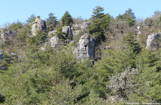 Piliers de dolomie dépassant de la forêt, L'Hospitalet-du-Larzac (Aveyron)