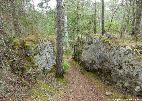 Chemin étroit dans le karst dolomitique, forêt du Causse de L'Hospitalet-du-Larzac (Aveyron)
